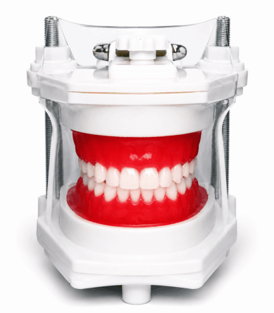 Modelo de Simulación Dental Profesional