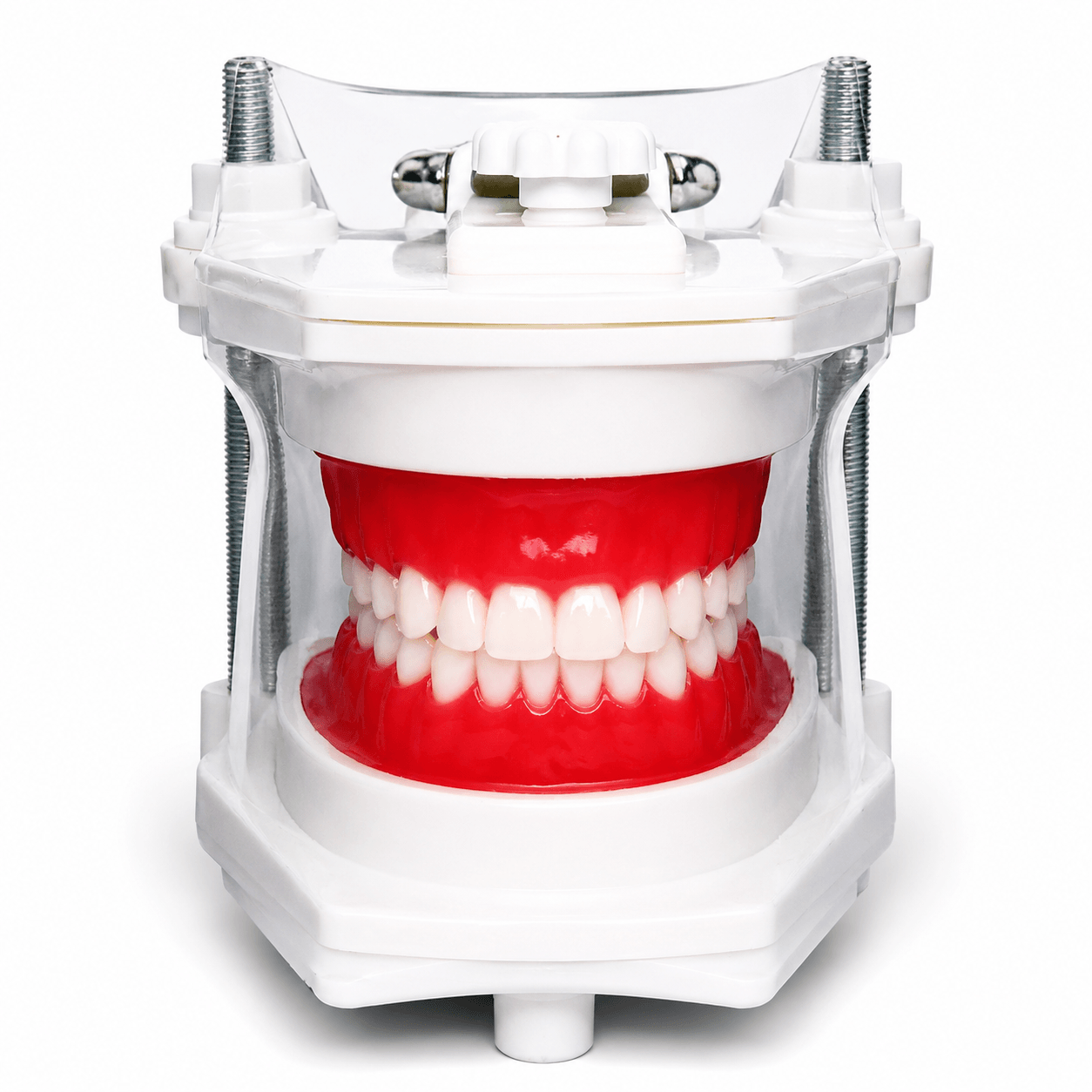 Modelo de Simulación Dental Profesional