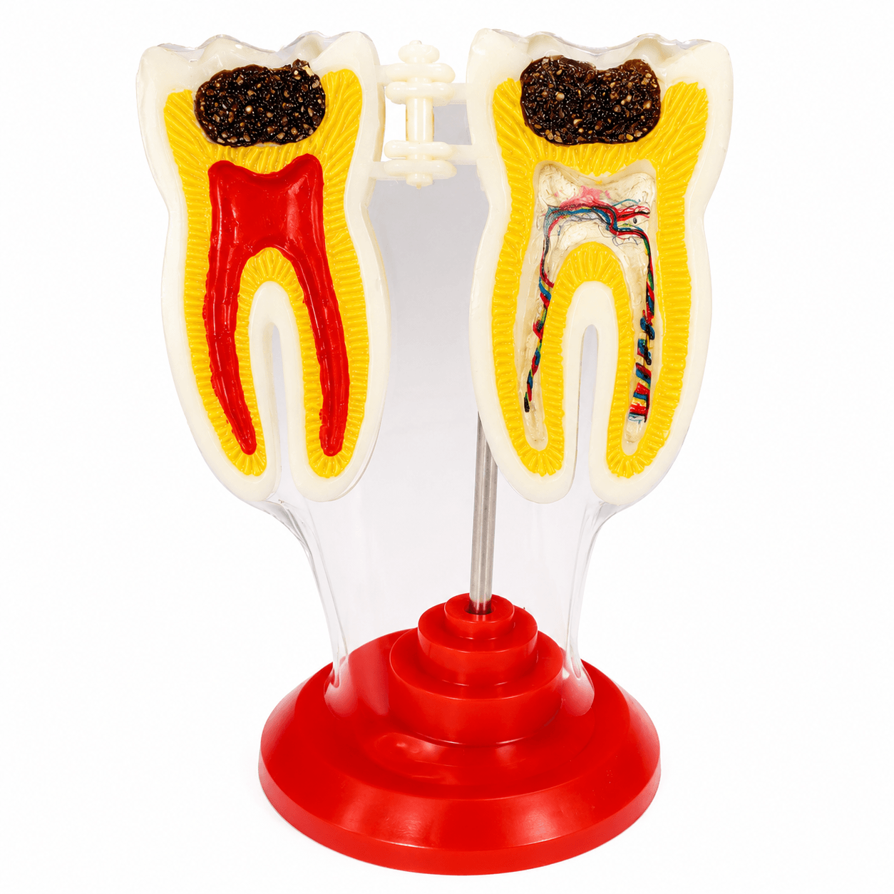 Modelo Anatómico Dental Acrílico